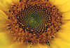 cvijece 03 suncokret.gif (84444 bytes)