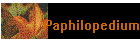 Paphilopedium
