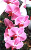 orhideje6.JPG (19215 bytes)